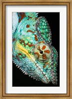 Panther Chameleon, Western Madagascar Fine Art Print