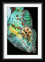 Panther Chameleon, Western Madagascar Fine Art Print