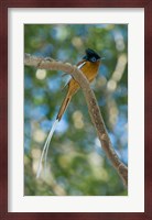 Paradise-Flycatcher bird, Ankarafantsika, Madagascar Fine Art Print