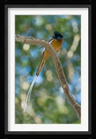 Paradise-Flycatcher bird, Ankarafantsika, Madagascar Fine Art Print