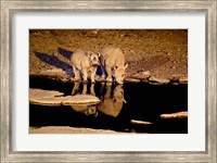 Namibia, Etosha NP, Black Rhino wildlife, waterhole Fine Art Print