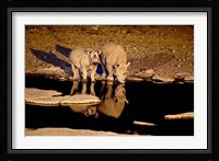 Namibia, Etosha NP, Black Rhino wildlife, waterhole Fine Art Print