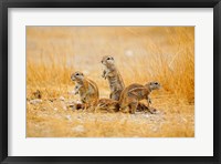 Namibia, Etosha NP. Cape Ground Squirrel Fine Art Print