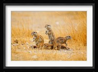Namibia, Etosha NP. Cape Ground Squirrel Fine Art Print