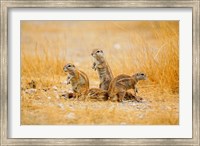 Namibia, Etosha NP. Cape Ground Squirrel Fine Art Print