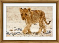 Namibia, Etosha NP. Lion, Stoney ground Fine Art Print
