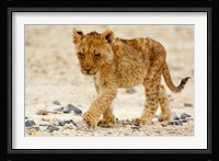 Namibia, Etosha NP. Lion, Stoney ground Fine Art Print