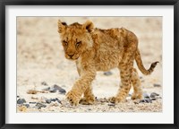 Namibia, Etosha NP. Lion, Stoney ground Fine Art Print
