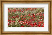 Poppy Wildflowers in Southern Morocco Fine Art Print