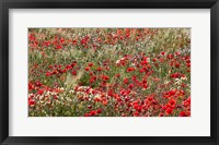 Poppy Wildflowers in Southern Morocco Fine Art Print
