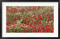 Poppy Wildflowers in Southern Morocco Fine Art Print