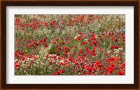 Poppy Wildflowers in Southern Morocco Fine Art Print