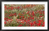 Poppy Wildflowers in Southern Morocco Fine Art Print