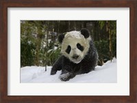 Panda Cub on Tree in Snow, Wolong, Sichuan, China Fine Art Print