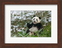 Panda Eating Bamboo on Snow, Wolong, Sichuan, China Fine Art Print
