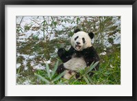 Panda Eating Bamboo on Snow, Wolong, Sichuan, China Fine Art Print