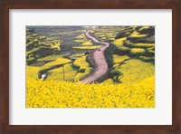 Mountain Path Covered by Canola Fields, China Fine Art Print