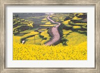 Mountain Path Covered by Canola Fields, China Fine Art Print