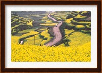 Mountain Path Covered by Canola Fields, China Fine Art Print