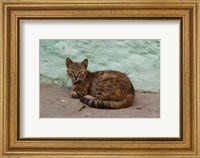 Morocco, Tetouan, Medina of TEtouan, Alley cat Fine Art Print