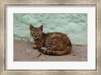 Morocco, Tetouan, Medina of TEtouan, Alley cat Fine Art Print