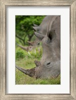 Pair of African White Rhinos, Inkwenkwezi Private Game Reserve, East London, South Africa Fine Art Print