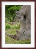 Pair of African White Rhinos, Inkwenkwezi Private Game Reserve, East London, South Africa Fine Art Print