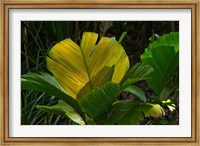 Palm Flora on Praslin Island, Seychelles Fine Art Print