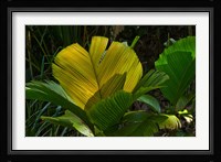 Palm Flora on Praslin Island, Seychelles Fine Art Print