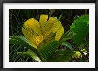Palm Flora on Praslin Island, Seychelles Fine Art Print