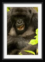 Mountain Gorilla, Volcanoes NP, Rwanda Fine Art Print
