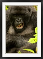 Mountain Gorilla, Volcanoes NP, Rwanda Fine Art Print