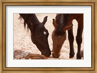 Namibia, Aus, Wild horses of the Namib Desert Fine Art Print