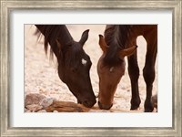 Namibia, Aus, Wild horses of the Namib Desert Fine Art Print