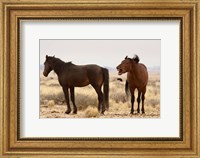 Namibia, Aus. Two wild horses on the Namib Desert. Fine Art Print