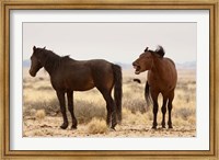 Namibia, Aus. Two wild horses on the Namib Desert. Fine Art Print