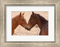 Namibia, Garub. Pair of feral horses Fine Art Print