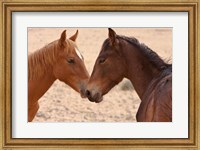 Namibia, Garub. Pair of feral horses Fine Art Print