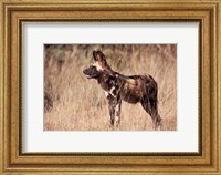 Namibia, Harnas Wildlife, African dog wildlife Fine Art Print