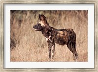 Namibia, Harnas Wildlife, African dog wildlife Fine Art Print