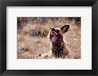 Namibia, Harnas Wildlife, African wild dog wildlife Fine Art Print