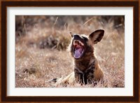 Namibia, Harnas Wildlife, African wild dog wildlife Fine Art Print