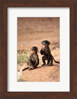 Olive Baboon primates, Masai Mara GR, Kenya Fine Art Print