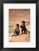 Olive Baboon primates, Masai Mara GR, Kenya Fine Art Print