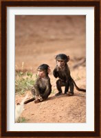 Olive Baboon primates, Masai Mara GR, Kenya Fine Art Print