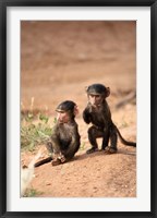 Olive Baboon primates, Masai Mara GR, Kenya Fine Art Print