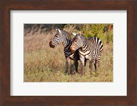 Pair of Zebras in Meru National Park, Meru, Kenya Fine Art Print