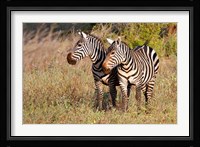 Pair of Zebras in Meru National Park, Meru, Kenya Fine Art Print