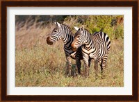 Pair of Zebras in Meru National Park, Meru, Kenya Fine Art Print