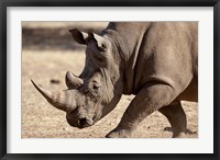 Profile close-up of endangered white rhinoceros, Okapuka Ranch, Windhoek, Namibia Fine Art Print